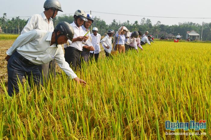 Huyện Tư Nghĩa là địa phương dẫn đầu tỉnh về việc hình thành các chuỗi liên kết với doanh nghiệp trong quá trình sản xuất lúa.
