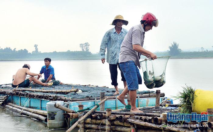 Người nuôi cá lồng bè ven sông Trà Khúc, thuộc xã Tịnh Sơn (Sơn Tịnh) có nhiều kinh nghiệm trong ứng phó với mưa, lũ.