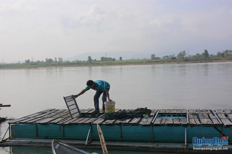 Lồng bè nuôi cá trên sông Trà được cải tiến vững chãi hơn để đối phó với mọi loại hình thời tiết khắc nghiệt