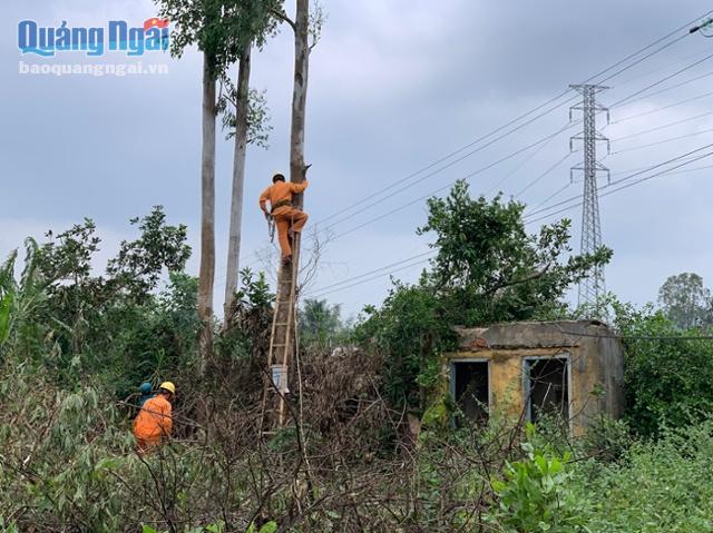 Người dân và chính quyền xã Phổ Khánh đồng thuận việc chặt tỉa cây xanh có khả năng đã đổ vào đường điện
