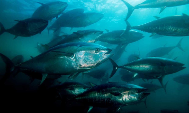Các loài cá lớn đang bị đe dọa do đại dương cạn kiệt oxy. Ảnh: Getty.