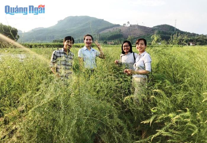 Các thành viên tham gia Cuộc thi Khởi nghiệp đổi mới sáng tạo tỉnh Quảng Ngãi lần thứ I - năm 2019 tham quan Mô hình trồng măng tây của Nguyễn Hùng Cường và cộng sự.