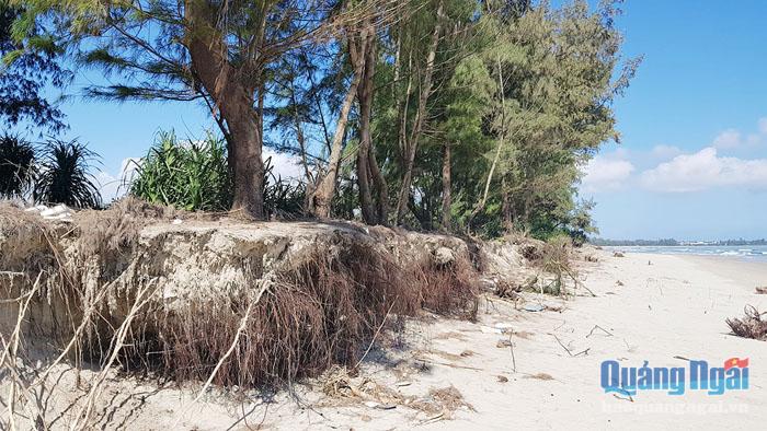  Theo người dân địa phương, năm 2018 rừng dương liễu này cách mép nước khoảng 50m nhưng nay bị biển xâm thực vào tận nơi.