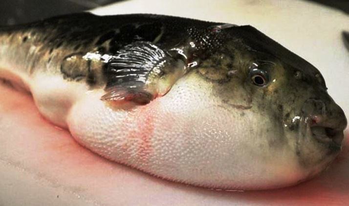 Cá nóc mú, loại mà 6 người vừa bị ngộ độc (ảnh internet)