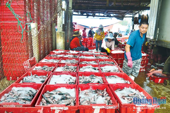  Cá đỏ được ngư dân xã Bình Châu (Bình Sơn) đánh bắt, là nguồn nguyên liệu chính để làm chả cá, cung cấp cho thị trường tết Nguyên đán.    