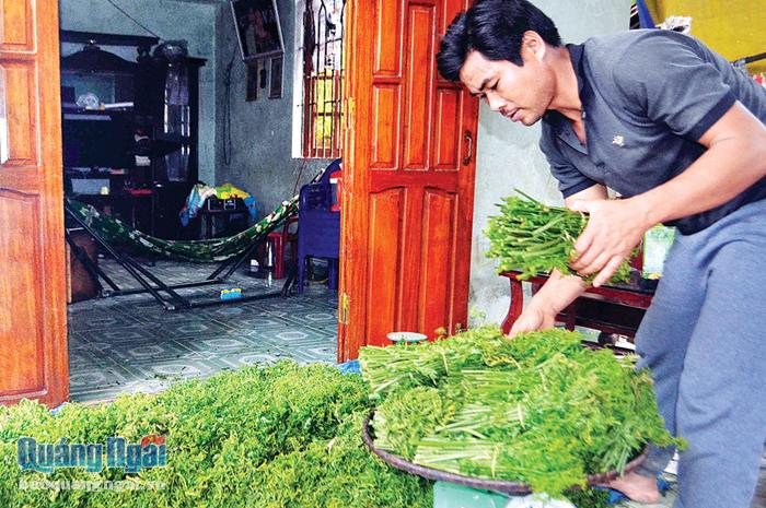    Người dân huyện Sơn Hà chuẩn bị rau dớn cung cấp cho thị trường.