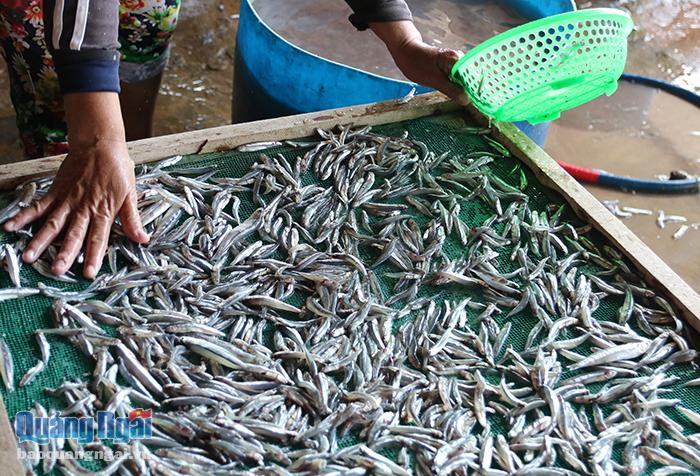 Để có được những mẻ cá cơm khô thành phẩm, trước hết cá phải được rửa sạch, rải đều lên mặt vỉ, rồi sau đó đưa vào lò hấp. 