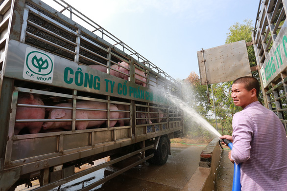 Giá heo hơi xuất chuồng ngày 13-2 của doanh nghiệp chăn nuôi C.P Việt Nam ở mức 79.500 đồng/kg - Ảnh: CHÍ TUỆ