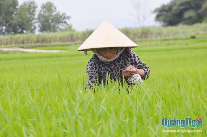 Để phòng ngừa chuột phá lúa, bà Nguyễn Thị Thu, xã Nghĩa Thắng (Tư Nghĩa) thường xuyên thăm đồng.