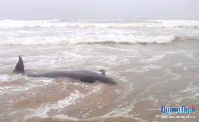 Cá voi trôi dạt mắc cạn vào bờ biển xã Đức Minh