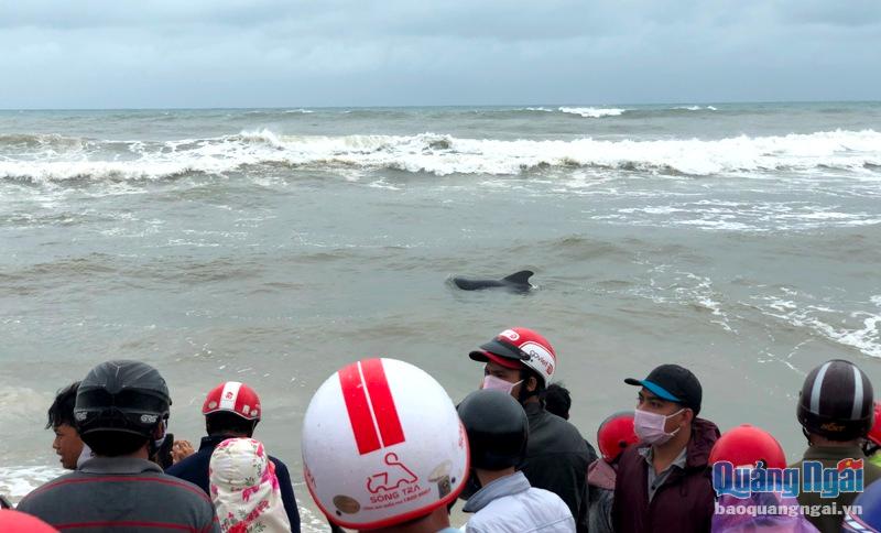 Do sóng lớn, sức khỏe yếu nên cá voi không thể bơi được ra bờ