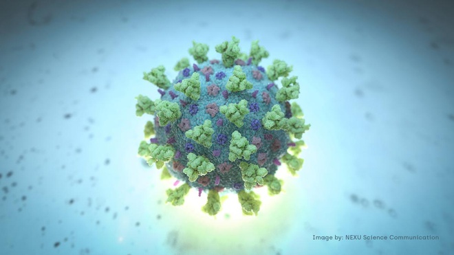 Hình ảnh máy tính về mô hình cấu trúc đại diện của betacoronavirus được tạo bởi Nexu Science Communication cùng với Trinity College ở Dublin. Đây là loại virus liên quan đến Covid-19. Ảnh: NEXU Science Communication.