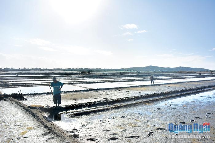 Bước vào vụ sản xuất muối, nhưng nhiều ruộng muối vẫn bỏ trỗi vì giá muối quá thấp.