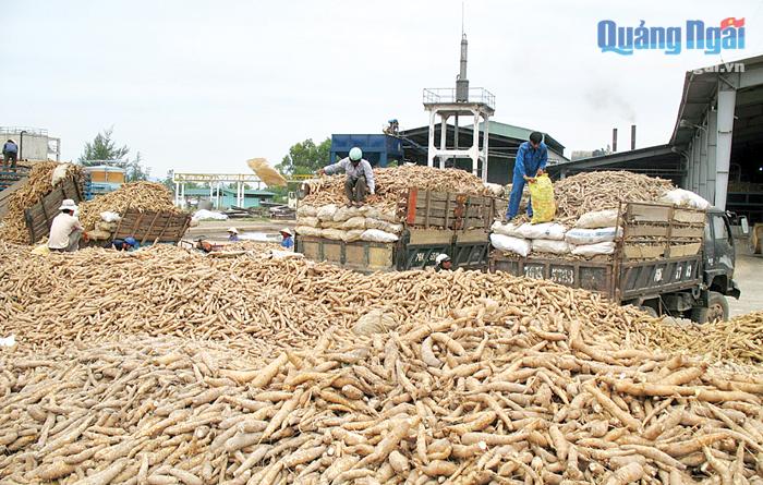 Tình hình sản xuất, tiêu thụ nguyên liệu mì của Công ty CP Nông sản thực phẩm Quảng Ngãi đang gặp khó khăn.