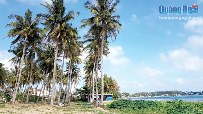 Những cây dừa do người dân Tịnh Kỳ trồng từ hơn 40 năm về trước, giờ trở thành nguồn quỹ cho đoàn thành niên  xã  hoạt động.