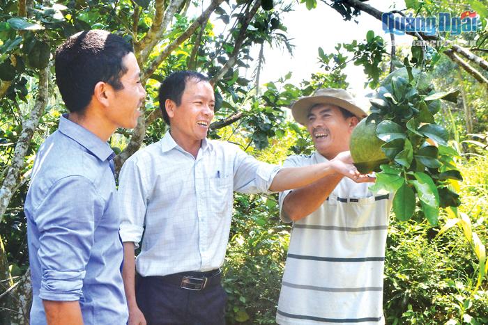 Các thành viên Chi hội Nghề nghiệp trồng cây ăn quả xã Hành Nhân (Nghĩa Hành) trao đổi kỹ thuật trồng bưởi trái mùa. 