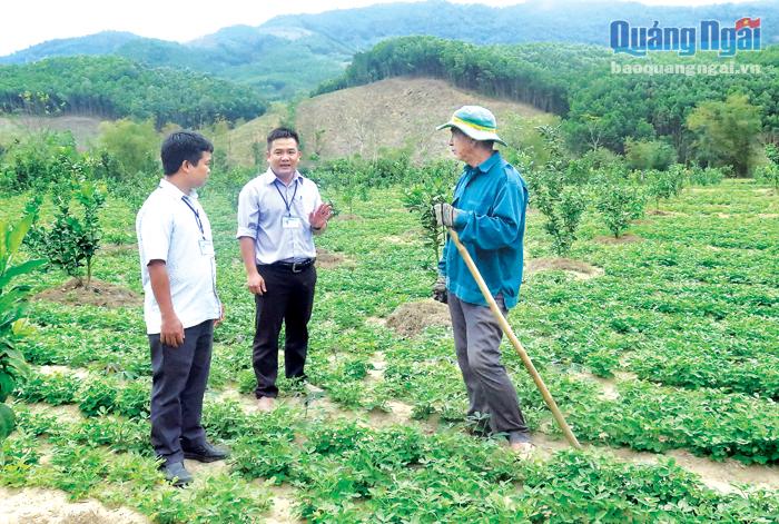 Lãnh đạo xã Sơn Cao (Sơn Hà) kiểm tra mô hình trồng cây ăn trái xen đậu phụng ở thôn Làng Trăng. 
