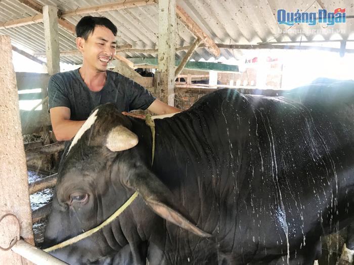 Từ nguồn vốn vay Quỹ Hỗ trợ nông dân, anh Nguyễn Tiến Hiếu, ở thôn Phước Hiệp, xã Đức Hòa (Mộ Đức) đã phát triển được đàn bò của gia đình.