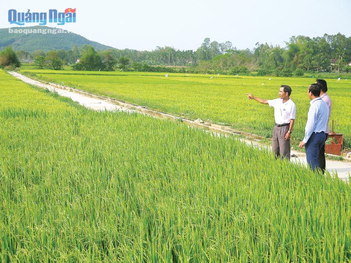 Năng suất lúa ở thôn Bách Mỹ, xã Nghĩa Mỹ (Tư Nghĩa) ngày càng nâng cao nhờ dồn điền đổi thửa và ứng dụng tiến bộ khoa học vào sản xuất.