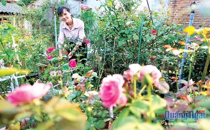  Khu vườn hoa hồng nhiều màu sắc của chị Phan Thị Thùy Vương, ở thị trấn Di Lăng (Sơn Hà).