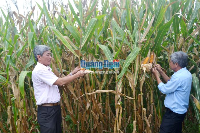 Lãnh đạo Sở NN&PTNT kiểm tra vùng trồng bắp - cây trồng thay thế lúa ở những diện tích không đảm bảo nước tưới.
