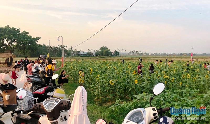 Dù đã chiều muộn nhưng rất đông người dân đến khu vực trồng hoa hướng dương trong xóm Cây Gạo để chụp hình, vui chơi