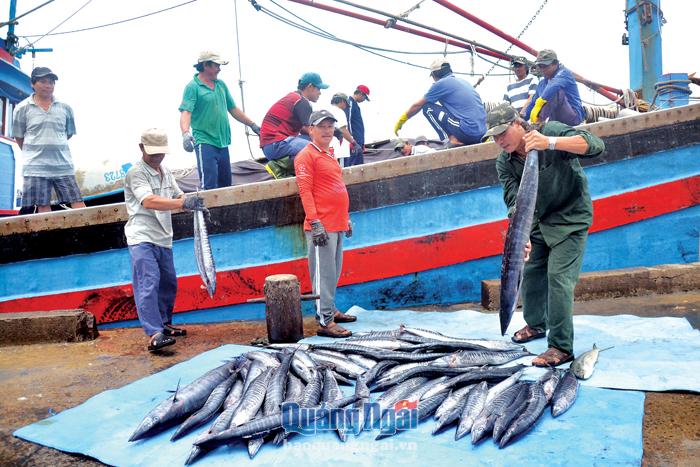 Dù sản lượng khai thác đạt khá, nhưng ngư dân kém vui vì giá cá giảm mạnh.         
