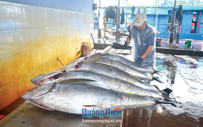 Giá cá ngừ đại dương hiện giảm mạnh do xuất khẩu bị đình trệ.