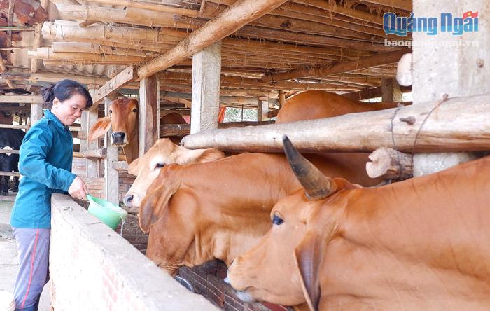 Chị Nguyễn Thị Vân, ở thôn Đồng Nhơn Bắc, xã Tịnh Đông (Sơn Tịnh) ứng dụng thành công khoa học công nghệ vào chăn nuôi bò lai.