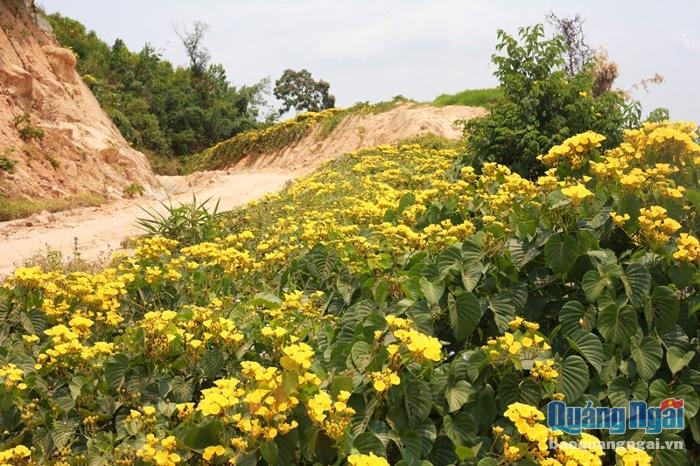 Tháng 4 khi mùa hoa gạo dần qua đi thì đó là lúc mùa hoa bìm bìm vàng rực rỡ phủ khắp các triền đồi ở các huyện miền núi.  