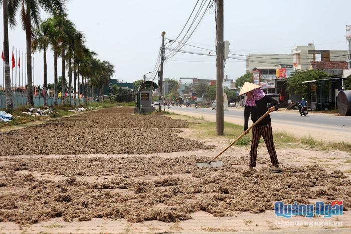 Ở đường Nguyễn Văn Linh thuộc phường Trương Quang Trọng (TP.Quảng Ngãi) có nhiều hộ dân làm nghề chế biến rau xu xoa.