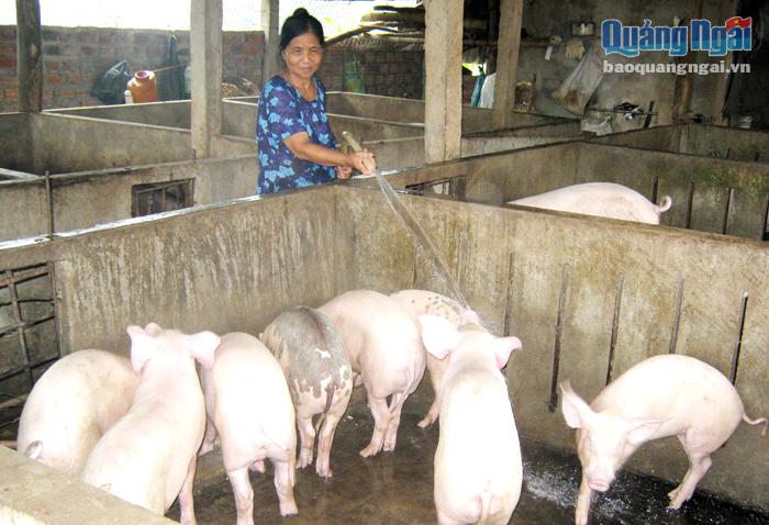Người chăn nuôi không tuân thủ các quy định phòng, chống dịch, sẽ rất dễ xảy ra tình trạng tái bùng phát dịch ASF.