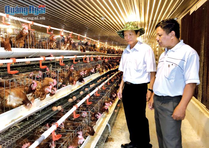 Trang trại nuôi gà an toàn sinh học ở xã Nghĩa Thắng (Tư Nghĩa).  