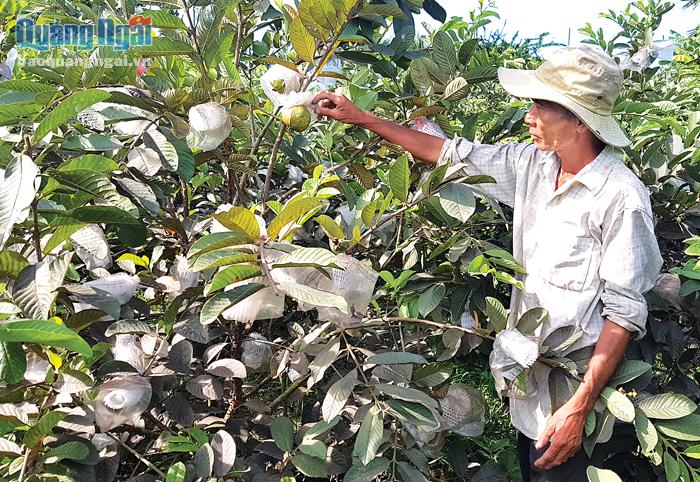Việc chuyển đổi đất trồng hoa màu sang trồng ổi đem lại hiệu quả kinh tế cao cho gia đình ông Trịnh Phú Liên, ở xã Bình Trung (Bình Sơn).