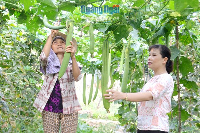 Thành viên Tổ hợp tác trồng rau an toàn xã Hành Phước (Nghĩa Hành) thu hoạch rau sạch.