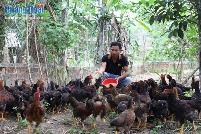 Anh Tìn nuôi hơn 1.000 con gà mỗi năm và có nguồn thu nhập đáng kể từ mô hình này.