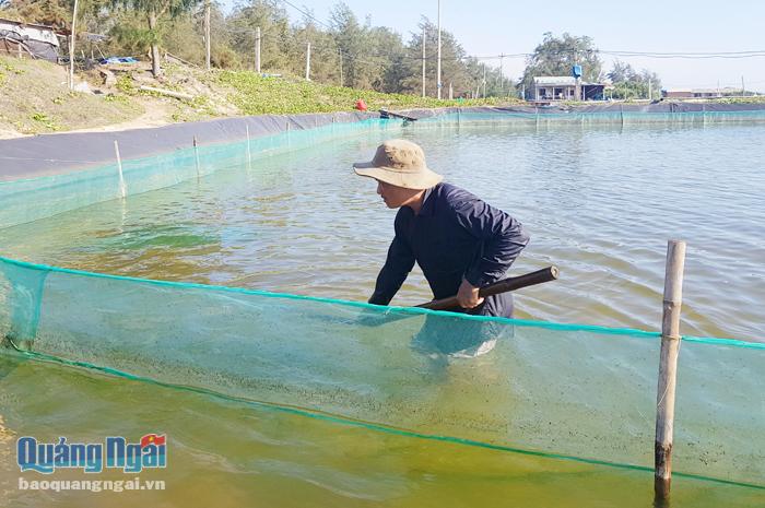 Môi trường nước cấp nuôi trồng thủy sản tại xã Đức Minh (Mộ Đức) có mật độ vi khuẩn Vibrio vượt ngưỡng cho phép.