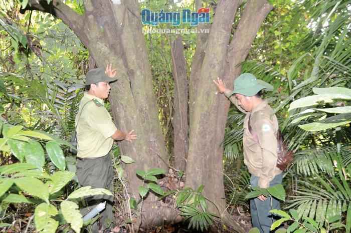 Nhờ chung tay bảo vệ mà rừng già ở thôn Dư Hữu, xã Long Mai (Minh Long) vẫn còn những cây đại thụ. 