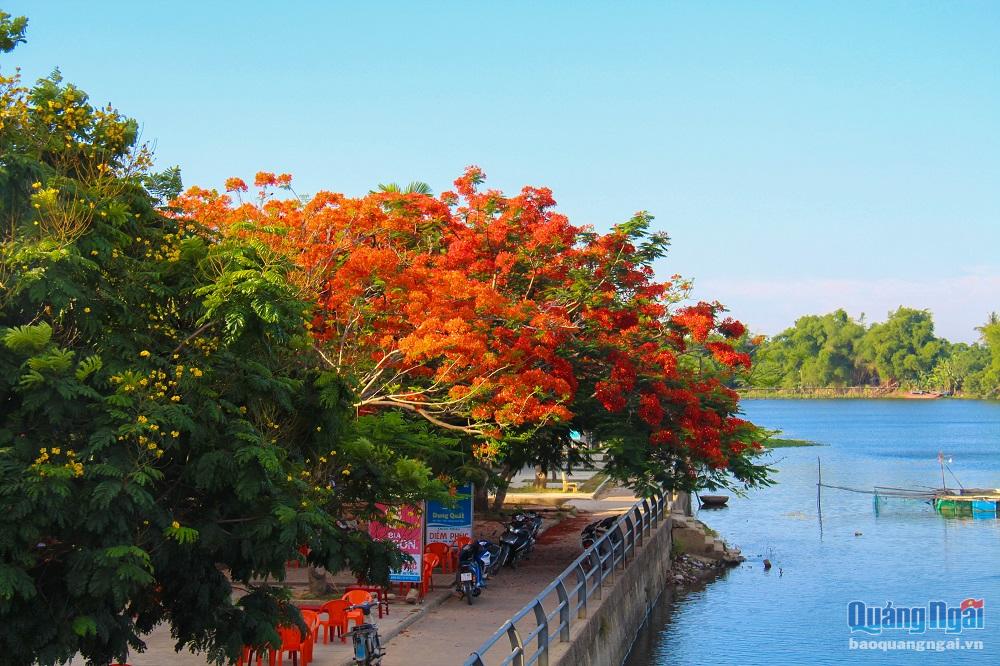 Nhiều nhành phượng nở đỏ rực trên tán cây, hòa vào dòng sông Trà Bồng tạo thành một bức tranh đẹp rực rỡ