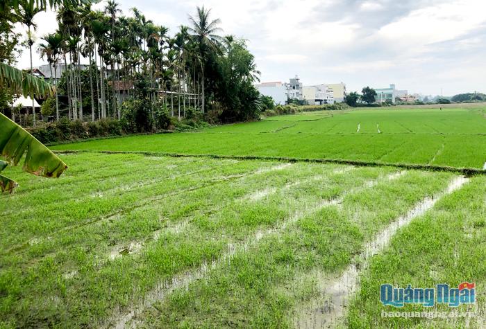 Do đô thị hóa nên diện tích đất nông nghiệp và đất công ích ở phường Nghĩa Lộ (TP.Quảng Ngãi) giảm mạnh.