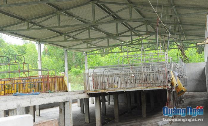 Nhiều tháng qua, chuồng trại nuôi heo của anh Nguyễn Quốc Việt, ở xã Nghĩa Thắng (Tư Nghĩa) phải bỏ trống vì chưa dám tái đàn.