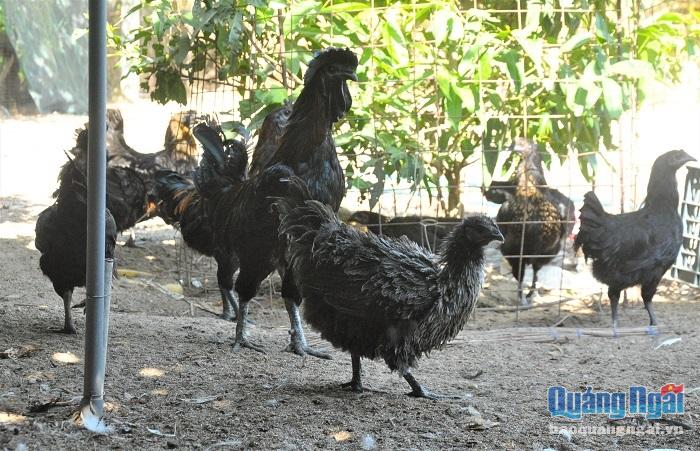 Giống gà HMông đang sinh trưởng tốt ở gia trại của ông Nguyễn Văn Hùng. Giá bán mỗi con khoảng 200 nghìn đồng/kg