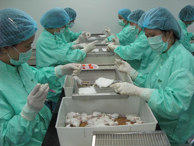 50 con chuột được tiêm vaccine thử nghiệm trong ngày 26/4. Ảnh: BSCC.
