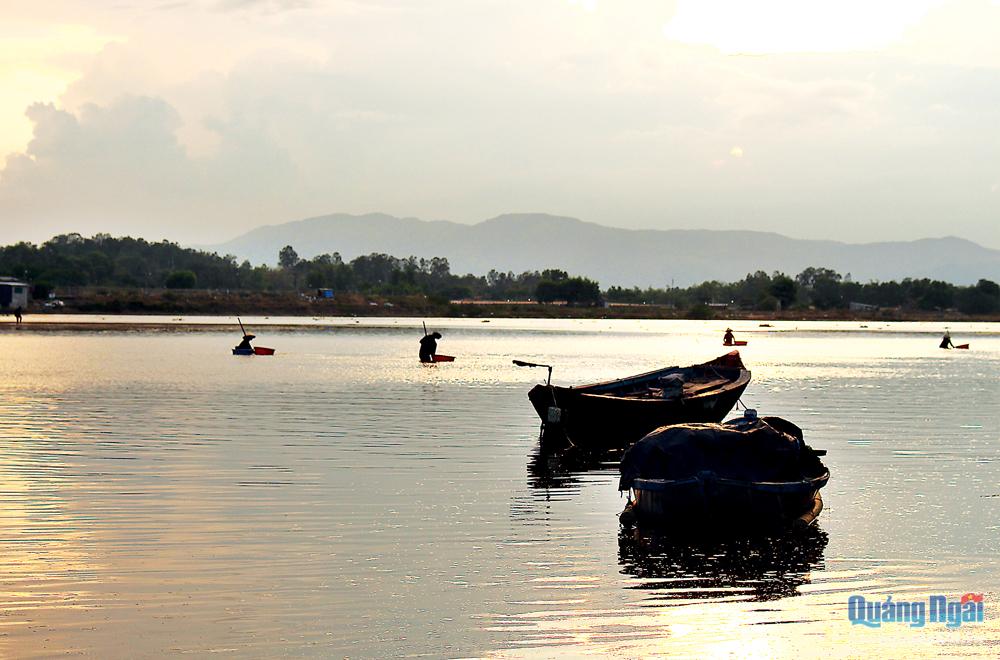 Dựa vào con nước thủy triều, nhiều người dân ở phường Phổ Quang ngâm mình dưới nước để cào don dắt, nhủi hến trên sông Thoa.