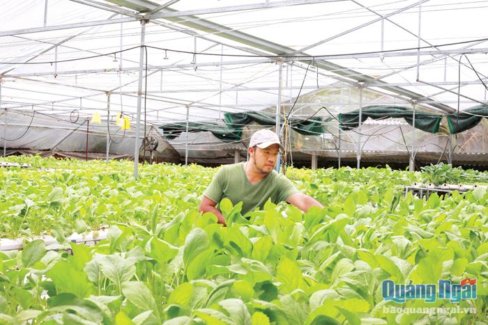 Sản xuất rau thủy canh tại HTX Nông nghiệp rau sạch Mầm Việt (Tư Nghĩa). 