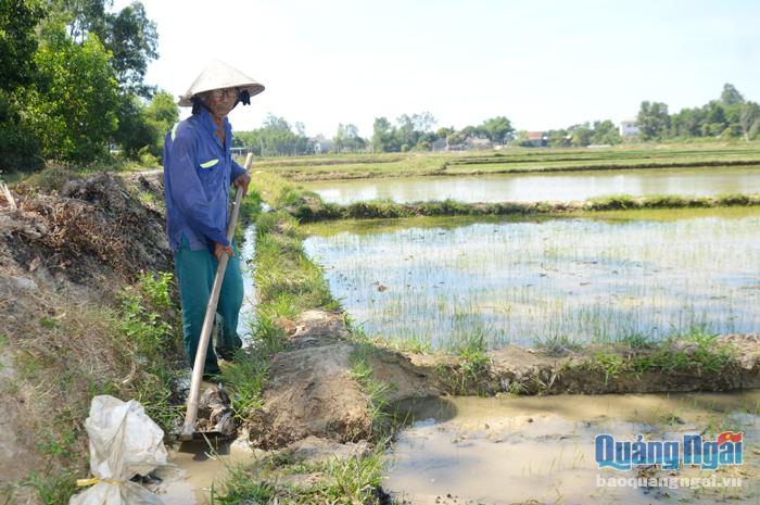 Sau dồn điền đổi thửa, người dân thôn Long Hội, xã Bình Long (Bình Sơn) yên tâm sản xuất vụ hè thu khi nước tưới đã đảm bảo.