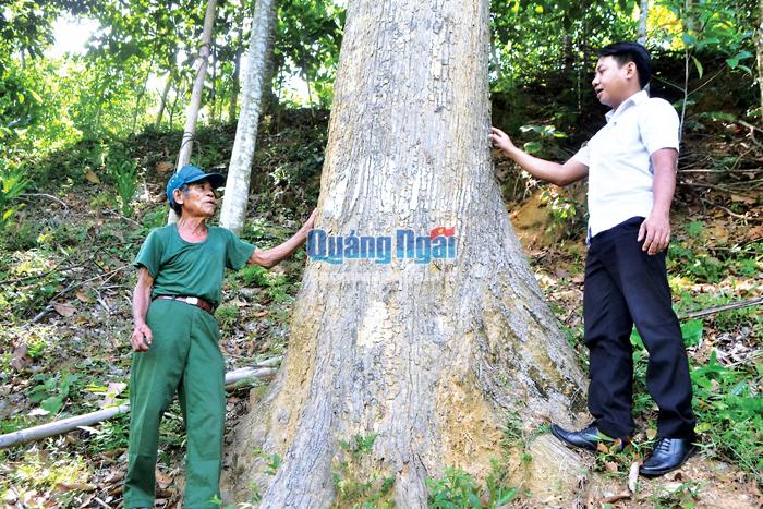 Cây chò hơn 40 năm tuổi do già làng Đinh Văn Bình trồng, chăm sóc.
