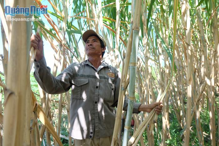 Năm nay, mía trái vụ được giá khiến người trồng mía trong tỉnh phấn khởi.