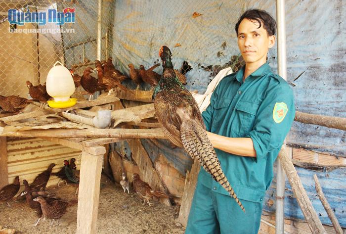 Mô hình nuôi chim trĩ của anh Huỳnh Phương Duy, ở thị trấn Mộ Đức (Mộ Đức).