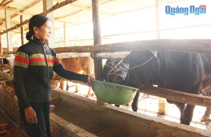 Bà Nguyễn Thi Phường, ở thôn Tú Sơn 1, xã Đức Lân (Mộ Đức) dùng trùn quế làm thức ăn cho bò mang lại hiệu quả kinh tế cao.